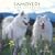Samoyeds 2009 Square Wall Calendar