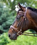 jw reitsport Trense schwedisches Reithalfter braun