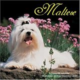 Maltese 2009 Wall Calendar