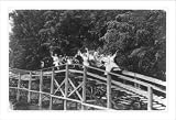 Historic Print (M): [Roller coaster at Coney Island, Cincinnati]