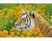 Photographic Prints of TOM-1657 Bengal Tiger - in orange mustard flowers from Ardea Wildlife Pets