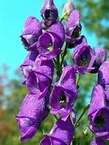 Azure English Monkshood - Aconitum -Shade- The Best!