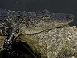 Alligator, a Threatened Species, Resting on a Limestone Outcropping in Everglades National Park Photographic Poster Print, 32x24