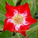 9GreenBox - Very Rare Grafted Adenium Desert Dazzling Star Rose 3 ~4 Years House Plant Bonsai