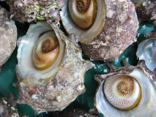 お刺身用 サザエ中1kg　山陰境港産