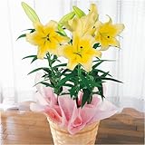≪母の日ギフト≫オリエンタルリリー「イエロー」【お届けは5月7日〜10日】