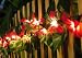 Red Frangipani Flower Party String Lights (20/set)