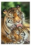 Mother s Love (Tigers) poster 92x61cm