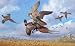 A Prairie Falcon Strikes a Ring-necked Pheasant Feeding on Wheat - 24