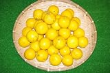【送料無料】こじゃんと美味い！！高知県産 小夏2.5kg Lサイズ 家庭用！！ 小夏