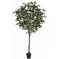 Ficus Tree With pot - Green/White(13 x 16 x 84")