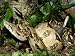 Central American Boa, Boa Constrictor Imperator with Prey Honduras Photographic Poste...
