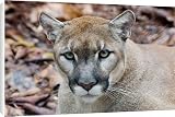 Canvas Prints of Cougar, mountain from Danita Delimont