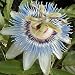 PASSION FLOWER BLUE Passiflora Caerulea --- 5 Flower Seeds