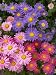 500 Aster China Flower seeds Mixed Colors Superb semi-double mixture with a full range of colors