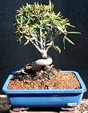 Indoor Ficus Neriofolia Curved Trunk Bonsai Tree by Sheryls Shop