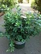 Bountiful Blue Blueberry Plant Two Gallon by Monrovia Growers