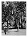 Honolulu, HI - University of Hawaii, The Sausage Tree Photograph Giclee Poster Print