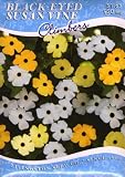 Black-Eyed Susan Vine - Mix (A)