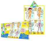 DEVELOPMENTAL GAME - Talking Anatomy Electronic Poster [Russian Language] [ The Talking Anatomy poster will help educate your child about the structure of the human body. Its possible that for some, the study of this poster will be the first step in selecting a profession as a doctor. Using this poster, a child will learn: what kind of parts there are in the body, muscles, bones, and internal organs; the purpose of the circulatory system; how many muscles there are in the human body; why we need proteins, fats, and carbohydrates. When the buttons next to names are pressed, the child will hear how to pronounce them. Studying this poster, a child will learn many new things, and learning new things is much more interesting in game form, while answering these questions: On what side is the human heart? How many senses does a person have? What bones make up the human skeleton? An inquisitive child will with pleasure take part in such a game]