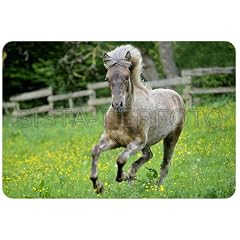 Mousepad, Mauspad Isl�nder, Islandpony, Pony, Pferd, Fohlen