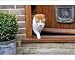 Photographic Prints of JD-20762 CAT. walking out of back door from Ardea Wildlife Pets