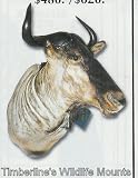 African Mounts Wildebeast