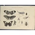 LEPIDOPTERA HEMIPTERA BUTTERFLY MOUTH BEETLE LICE c1860