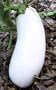 Cloud Nine Eggplant - 4 Plants - Pure White!