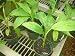 Baby Musa Basjoo cold hardy banana plant