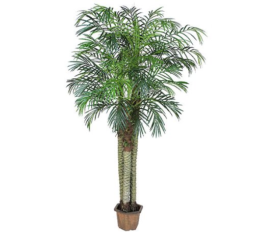 ONE Pre-Potted 7' Artificial Phoneix Robellini Palm Tree