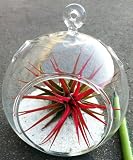 Airplants Red Ionantha Tillandsia Terrarium
