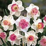 Large Cupped Daffodil Bulbs Mixed Pink