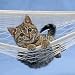 Wallmonkeys Peel and Stick Wall Decals - Kitten Laying in Hammock - Removable Graphic 