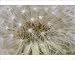 Photographic Prints of -81 from Flpa