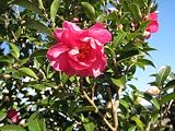【1年間枯れ保証】【生垣樹木】サザンカ/タチカン赤花　1.2m