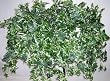 32" Deluxe Variegated English Ivy Ledge Garden