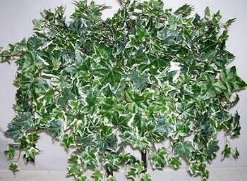32" Deluxe Variegated English Ivy Ledge Garden