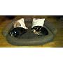Hundesofa XXL 115 x 100cm Hundebett Hundekorb von Knuffelwuff