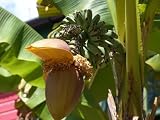 Winter Hardy Basjoo Banana Plant - Musa - 4" POT