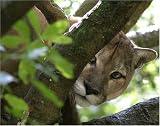 The Big Cat Times 2008 Summer