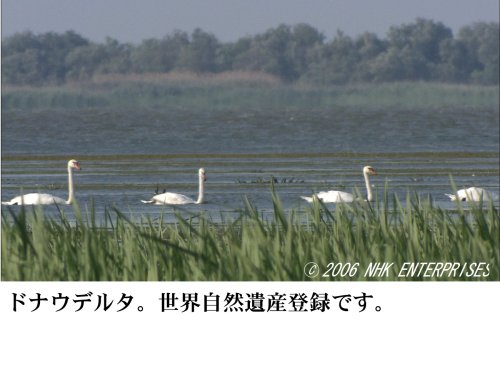 世界の大河 World River Cruising~河から見る世界遺産、秘境、壮大な大自然の数々~ [DVD]