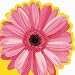 Gerber Daisy Lunch Napkins 16ct