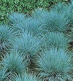 Amazon / Hirts: Seed; Ornamental Grasses: Blue Fescue Ornamental Grass 100 Seeds Perennial