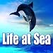 Barking Sea Lions