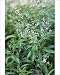 Photographic Prints of APP-4662 Lemon Verbena from Ardea Wildlife Pets