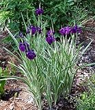 Variegated Japanese Iris Plant - AGM WINNER - Ensata