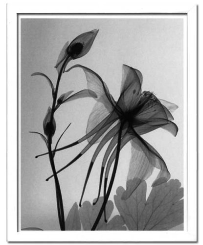 X-Ray PHOTOGRAPHY（レントゲンフォトグラフィー）ポスターフレーム Steven N.Meyers / Columbine 2 430x530x30mm