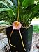 Masdevallia Celtic Frost Orchid Plant - EASY TO GROW AND BLOOM