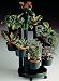 Plant Stand, Self Watering, Green, Wheels.